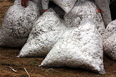柏原コットンファームプロジェクトで綿の収穫祭　