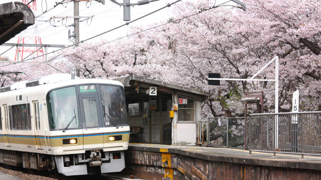 JR関西本線 河内堅上駅の桜