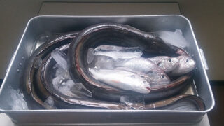 大寅蒲鉾株式会社