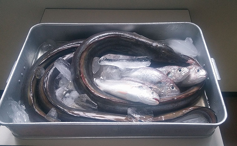 大寅蒲鉾株式会社