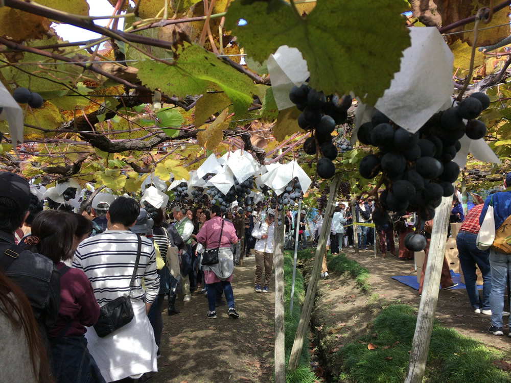 カタシモワイン祭り2019