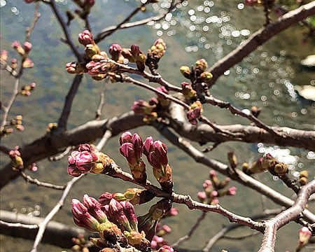 原川の桜