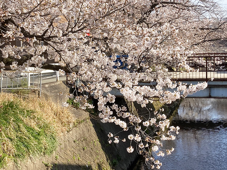 原川の桜