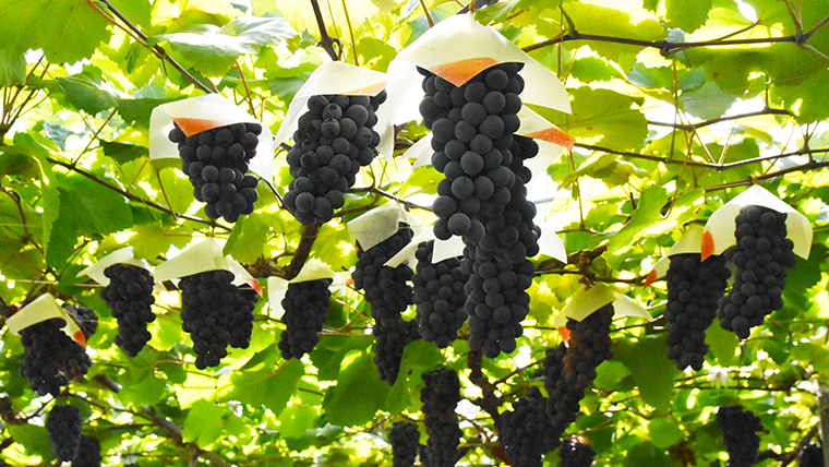 抜群のロケーションで多品種のぶどう狩り。【夕日の丘観光農場