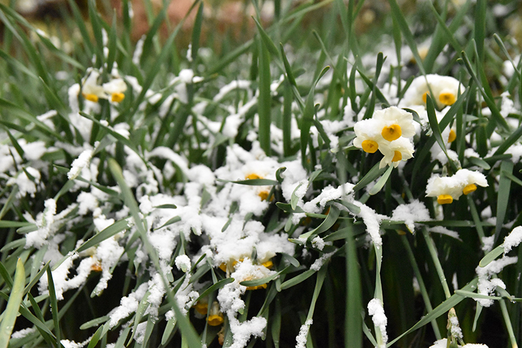 今季はスイセンに雪も。2/5「かしわら水仙郷ウォーク」が開催