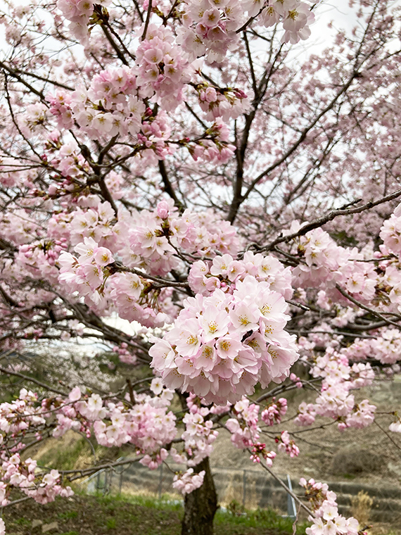 亀の瀬から竜田古道の里山公園へ。ライトアップも鑑賞した桜より