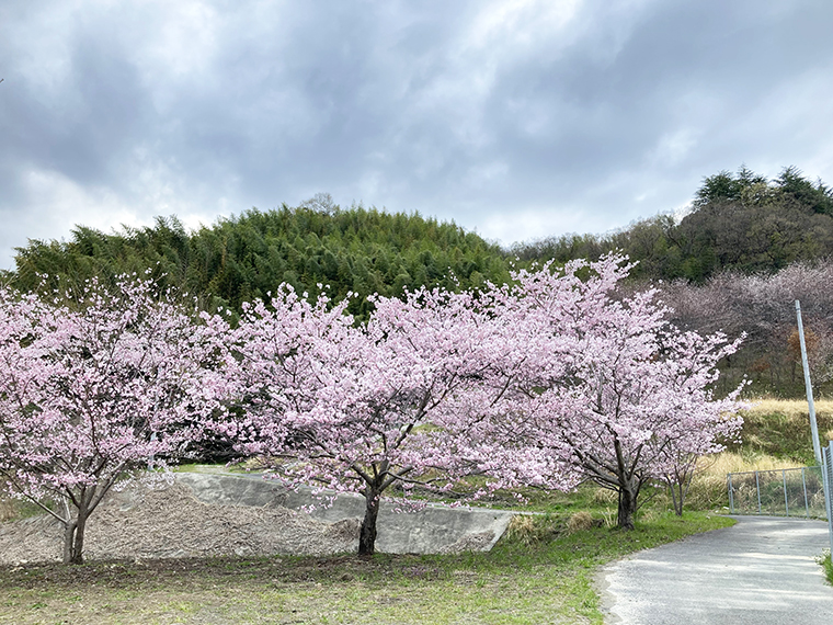 亀の瀬から竜田古道の里山公園へ。ライトアップも鑑賞した桜より