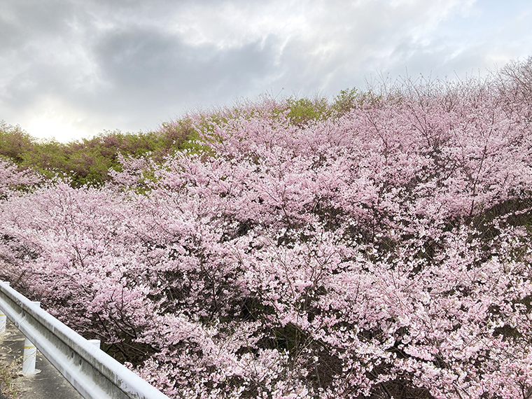 亀の瀬から竜田古道の里山公園へ。ライトアップも鑑賞した桜より