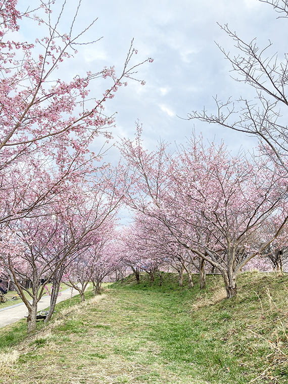 亀の瀬から竜田古道の里山公園へ。ライトアップも鑑賞した桜より