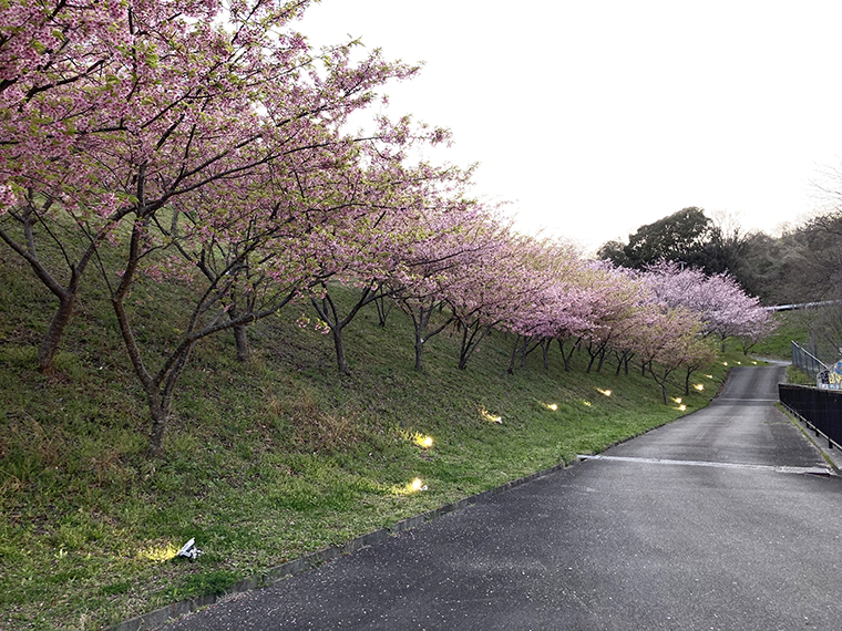 亀の瀬から竜田古道の里山公園へ。ライトアップも鑑賞した桜より