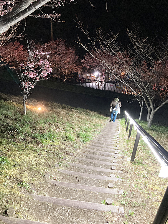 亀の瀬から竜田古道の里山公園へ。ライトアップも鑑賞した桜より