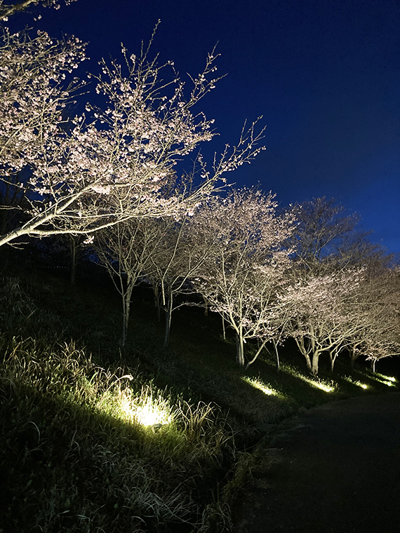 亀の瀬から竜田古道の里山公園へ。ライトアップも鑑賞した桜より