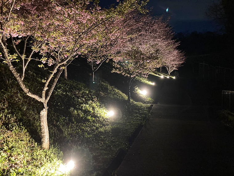 亀の瀬から竜田古道の里山公園へ。ライトアップも鑑賞した桜より