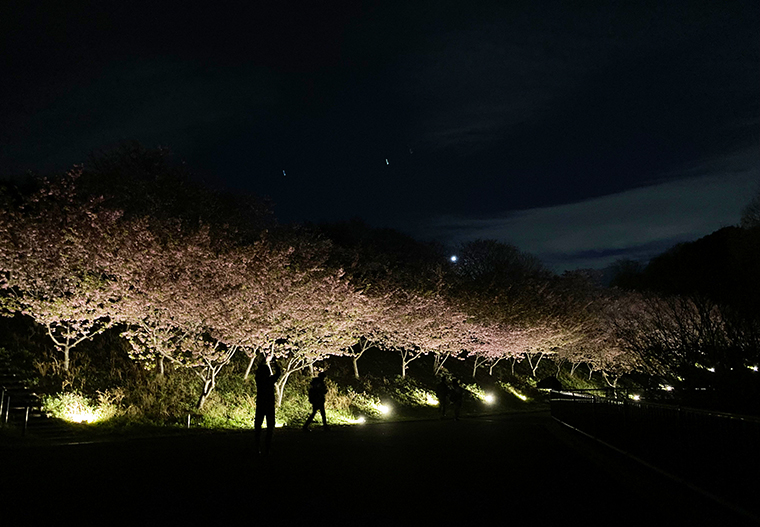 亀の瀬から竜田古道の里山公園へ。ライトアップも鑑賞した桜より