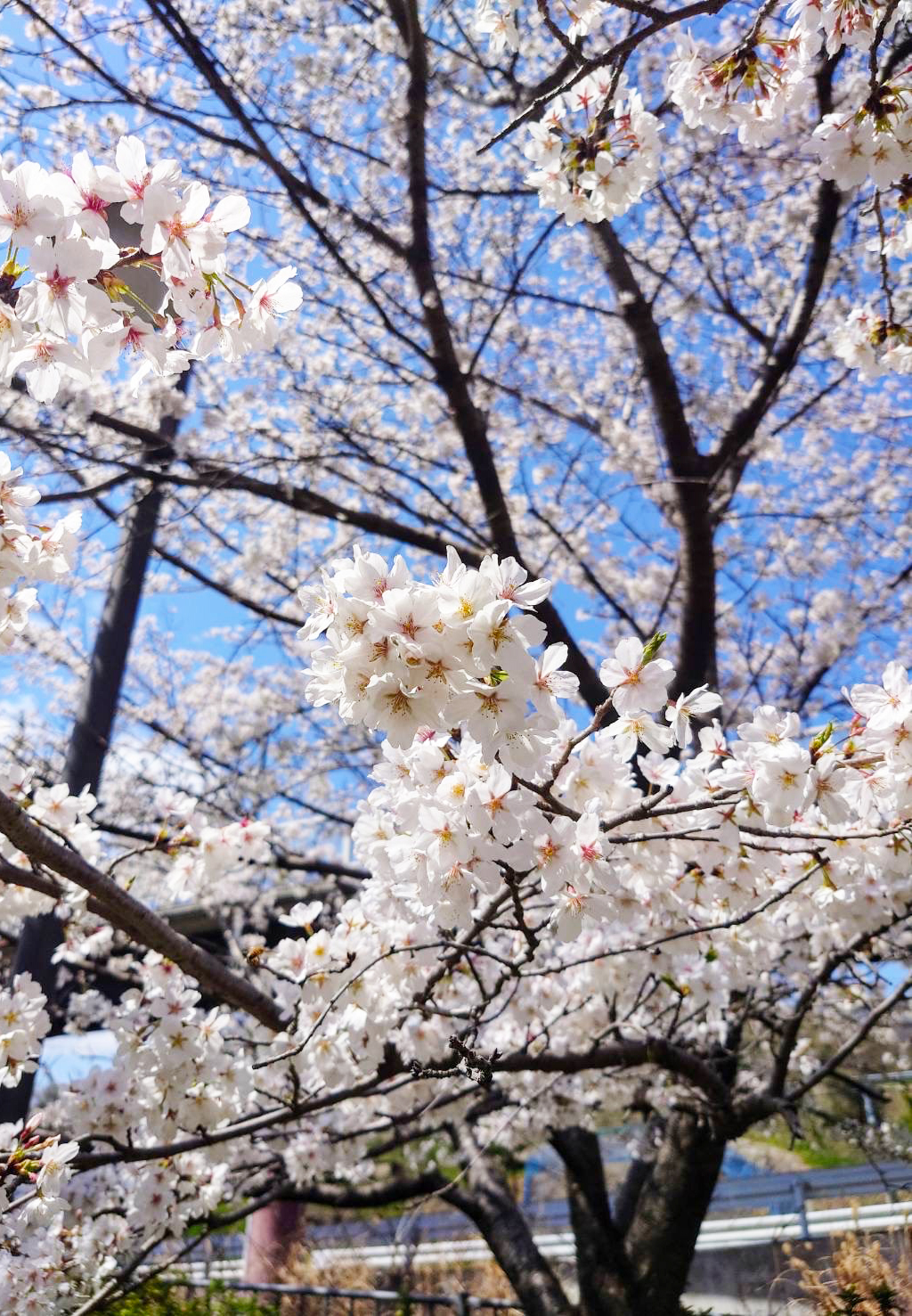 満開を楽しむ人たちで賑わう。原川親水公園の桜