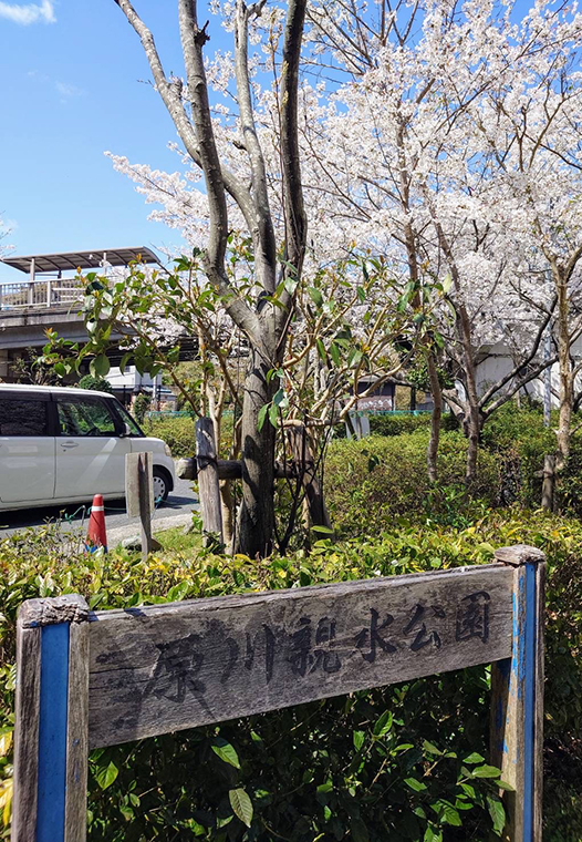 満開を楽しむ人たちで賑わう。原川親水公園の桜