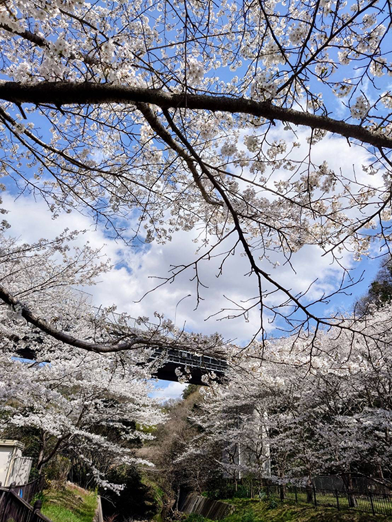 満開を楽しむ人たちで賑わう。原川親水公園の桜