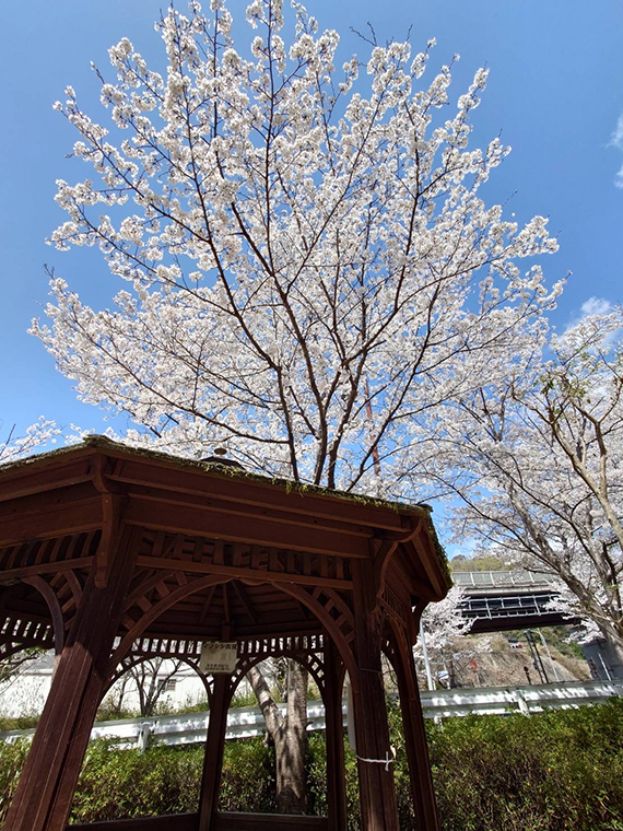 満開を楽しむ人たちで賑わう。原川親水公園の桜