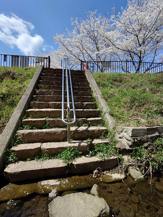 満開を楽しむ人たちで賑わう。原川親水公園の桜