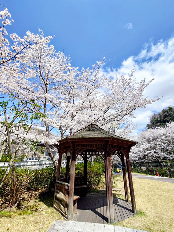 満開を楽しむ人たちで賑わう。原川親水公園の桜