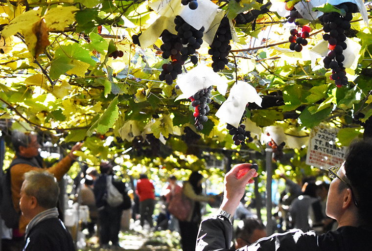 かたしもワイン祭り2025