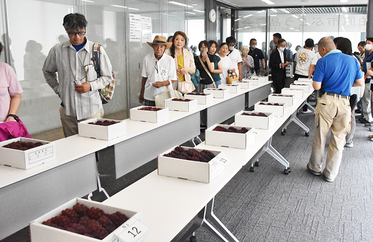 柏原市ぶどう品評会
