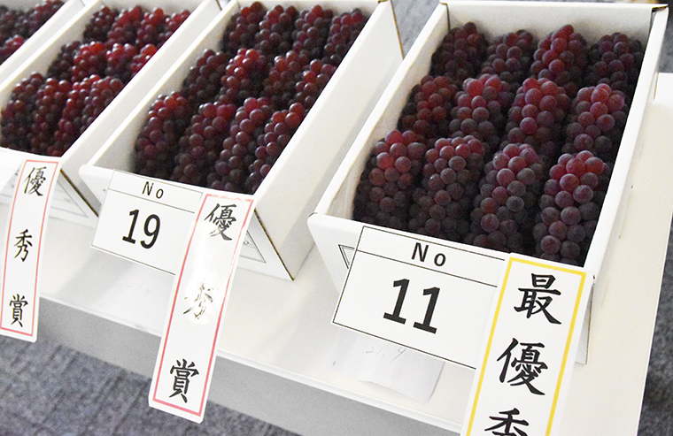柏原市ぶどう品評会