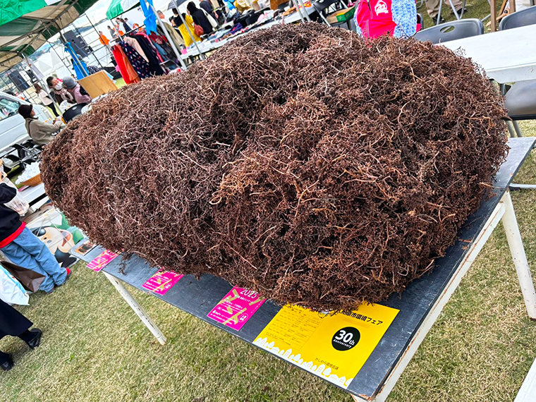 柏原市民総合フェスティバル　ぶどうのアート