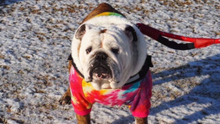 Bullfes（ブルフェス）in Kashiwara