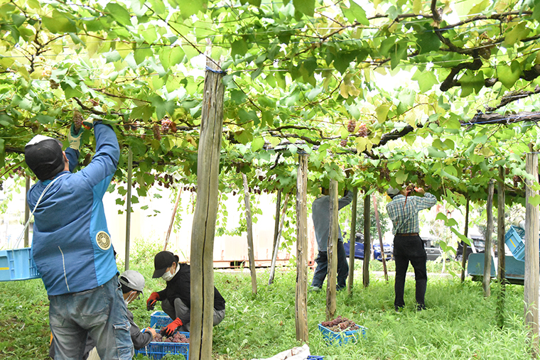 福祉施設による就労でブドウ収穫