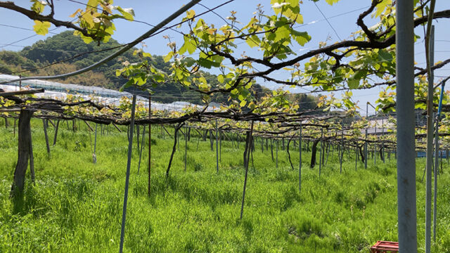 かしわらテロワールツアー