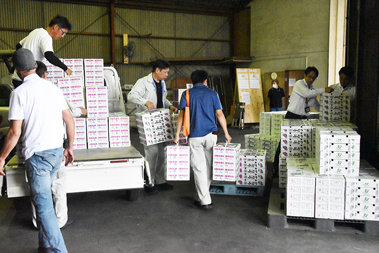 柏原の名産デラウェアが初出荷