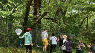 玉手山公園でクビアカツヤカミキリの捕獲活動