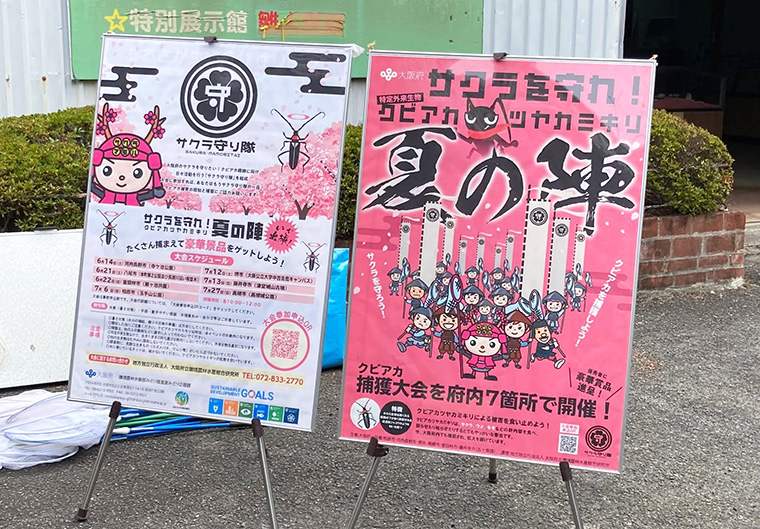 玉手山公園でクビアカツヤカミキリの捕獲活動
