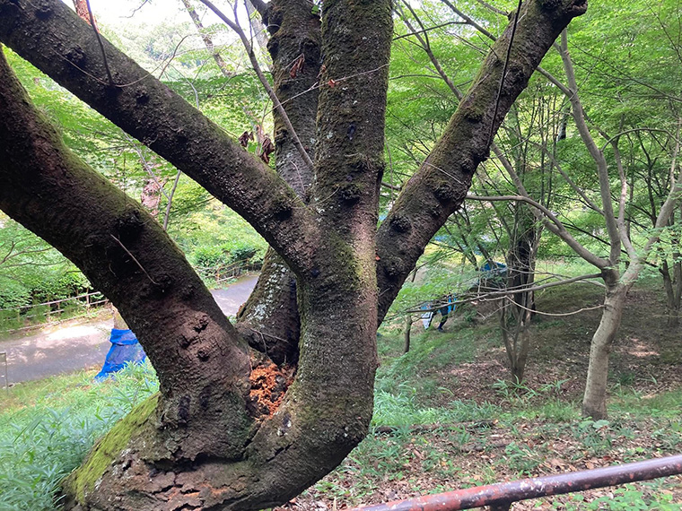 玉手山公園でクビアカツヤカミキリの捕獲活動