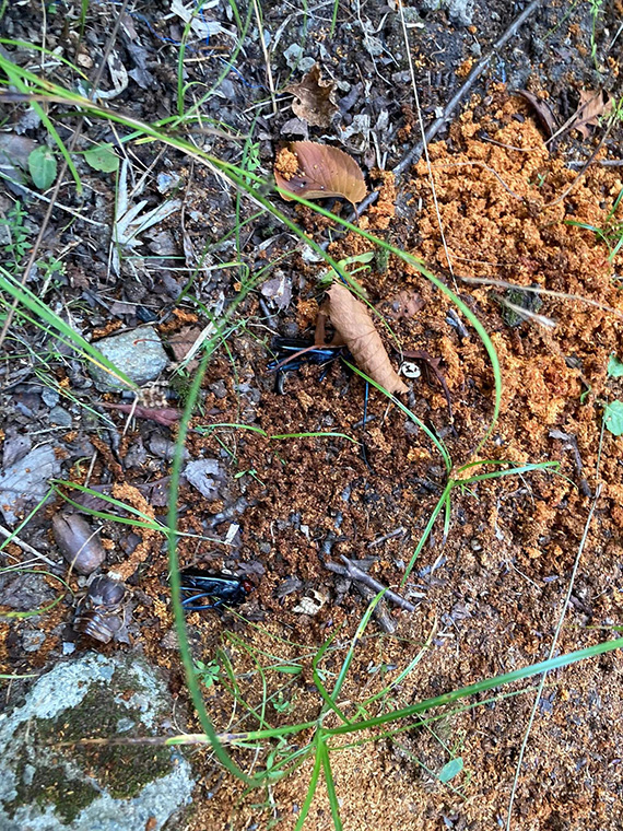 玉手山公園でクビアカツヤカミキリの捕獲活動